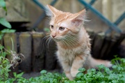 CHATONS
